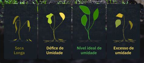 Teste de umidade nas plantas Como medir a umidade do solo 